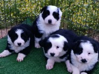 Border collie yavrular