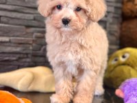 Akıllı ve Tüy Dökmeyen Karakteriyle Maltipoo Yavrusu