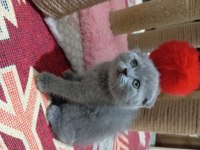 British shorthair yavrularımız
