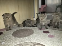 50 günlük scottish fold kediler
