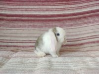 Cüce Lop Miniatur Lop Cüce Tavşan Çiftliği