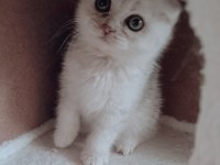 Scottish Fold Silver Erkek