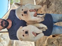 Sağlık ve ırk garantili chow chow yavrularımız