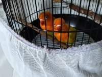 Cennet papağanı sevda papağanı 6 aylık