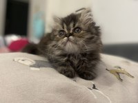YAKIŞIKLI SİYAH ERKEK PUFİDİK İRAN KEDİSİ