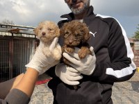 Dev poodle çok şirin yavrular ruhsatlı çiftlik 