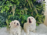 0 numara maltese terrier dişi ve erkek yavrularımız