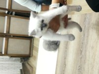 Prensesimiz dişi blue point british shorthair