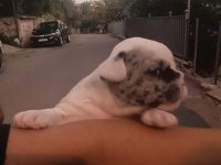 Irk güzeli bulunmayacak muhteşem french bulldog yavrular