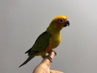 FULL EVCİL YAVRU GÜNEŞ KONUR