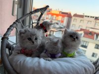 Longhair Shorthair Yavru Kediler