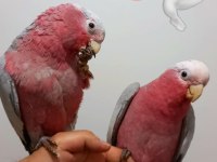 Baby Gül Kakadu Papağanlar
