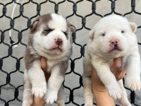 MAVİ GÖZLÜ MUHTEŞEM HUSKY YAVRULARI