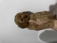 Yavru Toy poodle