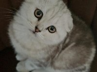 Beyaz scottish fold yavrumuza yeni yuva arıyoruz