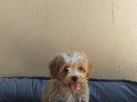 Maltes terrier