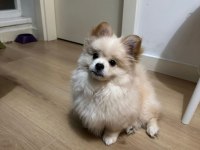Tatlı pomeranian pekinez kırması