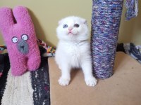 Pofuduk scottish fold white