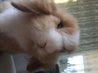 1 YAŞINDA HOLLANDA TEDDY LOP TAVŞAN SAHİPLENDİRME