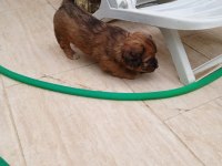 5 Mayıs doğumlu tibet spaniel yavruları