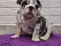 SİTENİN EN GÜZEL İNGİLİZ BULLDOG BEBEKLERİ