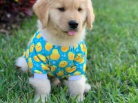 Trnin En Kaliteli Golden Retriever Yavruları Kapıda Ödeme
