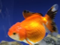 Oranda Japon balığı