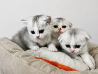 4 tane yavru british shorthair 2 silver 2 golden