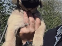 PRESA CANARIO YAVRU FCI/KIF A SCR