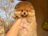 A kalite pomeranian bebeğimiz