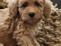 Veteriner teknikerinden sevimli toy poodle