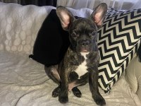 Fransız bulldog üç aylık