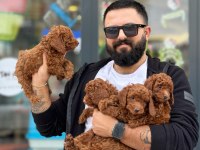 Teacup Koyu Renkli Toy Yavrularımız