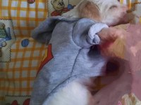 2 aylık erkek yavru maltese