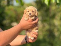 SAFKAN AŞILI VE ÇİŞ EĞİTİMLİ MALTIPOO BEBEKLER 