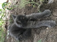 3 AYLIK YAVRU KEDİYE KALICI YUVA ARAYIŞIMIZ VARDIR
