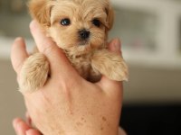 Mini boy Maltipoo bebekler