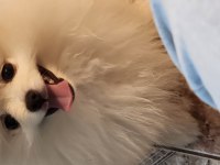 3 aylık pomeranian aşılı yavrum