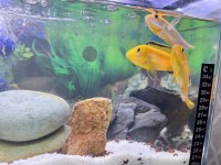 1 erkek ve 3 dişi sarı prenses 7-8 cm