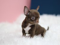 Show Teacup Chocolate Chihuahua