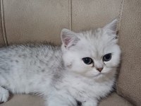Teslime Hazır Dişi British Shorthair Yavrumuz