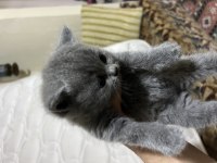 2 tane yavru orjinal british shorthair