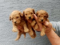 Toy poodle tatlı yavrular