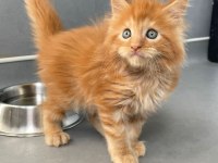 Mainecoon Secereli Faturalı Show Class Red Erkek 1 Aylık