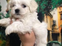 KORE KAN MALTESE TERRIER YAVRUALRIMIZ