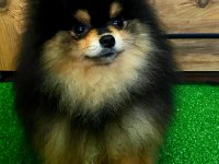 11 AYLIK TEDDY BEAR ERKEK POMERANİAN
