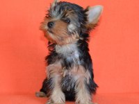 Mini erkek yavru yorkshire terrier