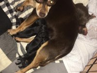 4 erkek 1 dişi minyatür pinscher yavruları