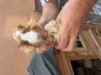 Sağlıklı guinea pig yavrular