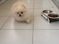 Ayı Yüz Pomeranian Boo